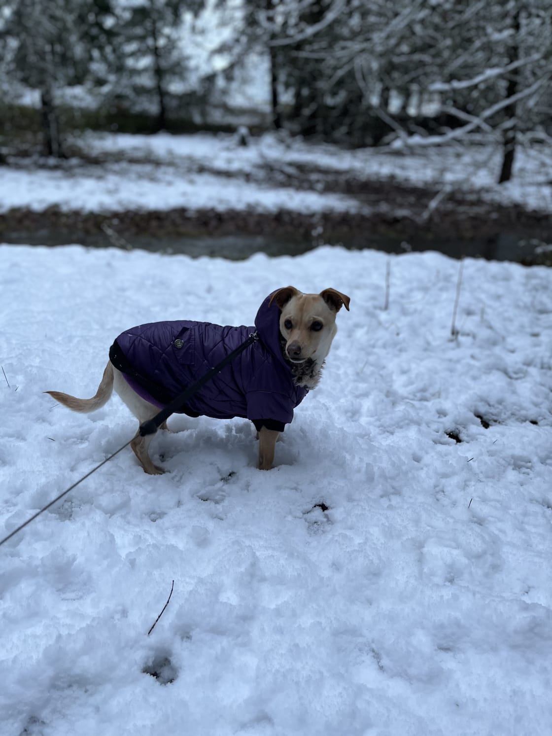 Our sweet Chiweenie had fun in the snow!
