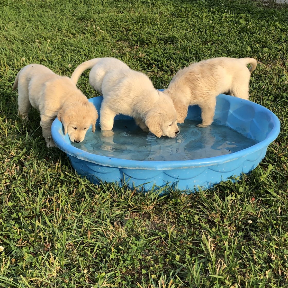 Golden Retriever Puppies born on the farm 