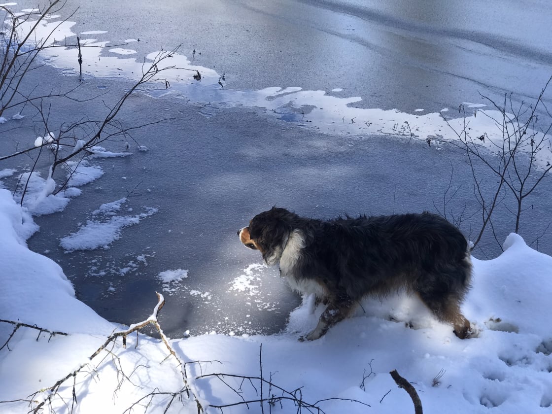 Ranger playing in frozen pond