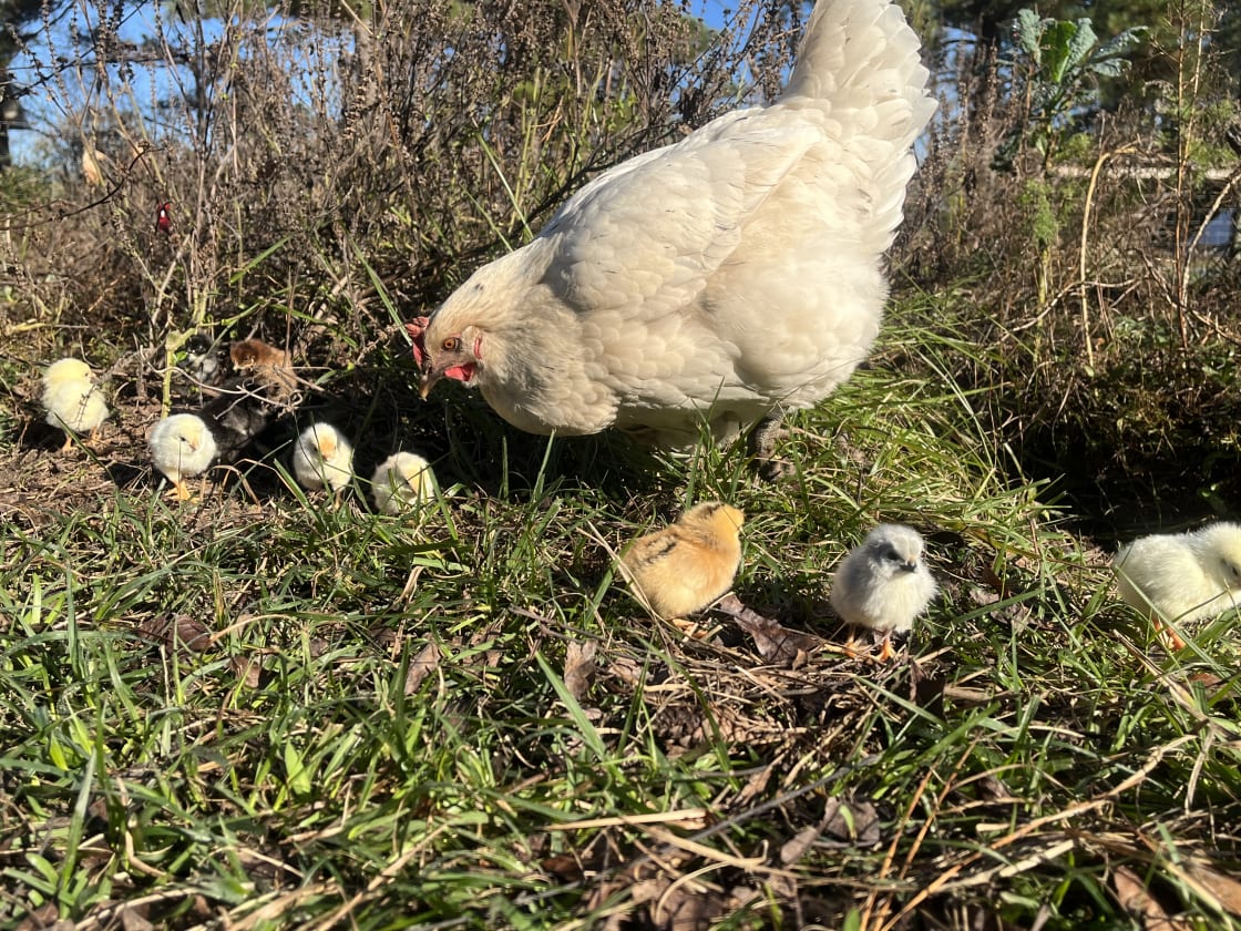 Winter Solstice babies born on Our Farm!