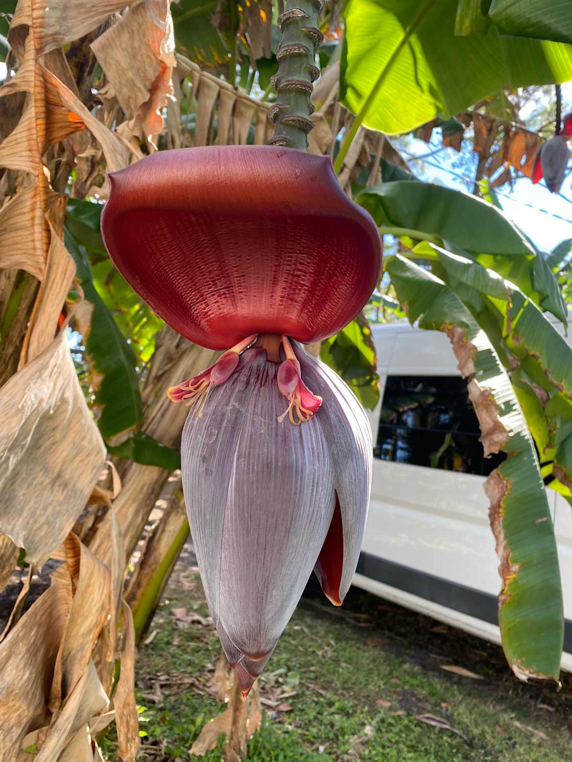 Banana flower 