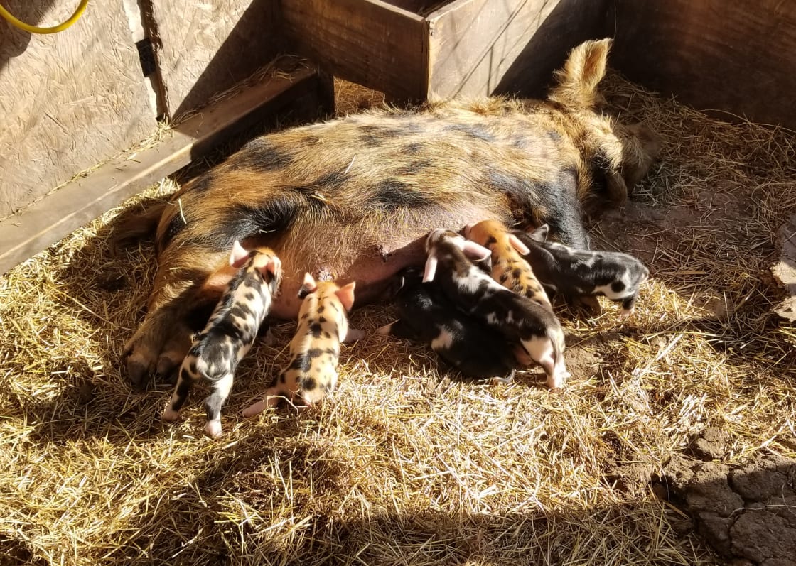 Kunekune sow and her piglets