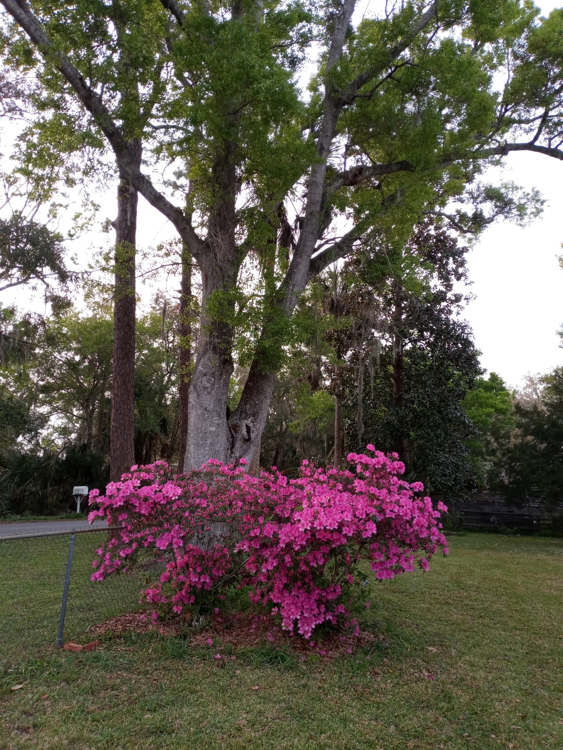 Azaleas bloom throughout the property during the spring.