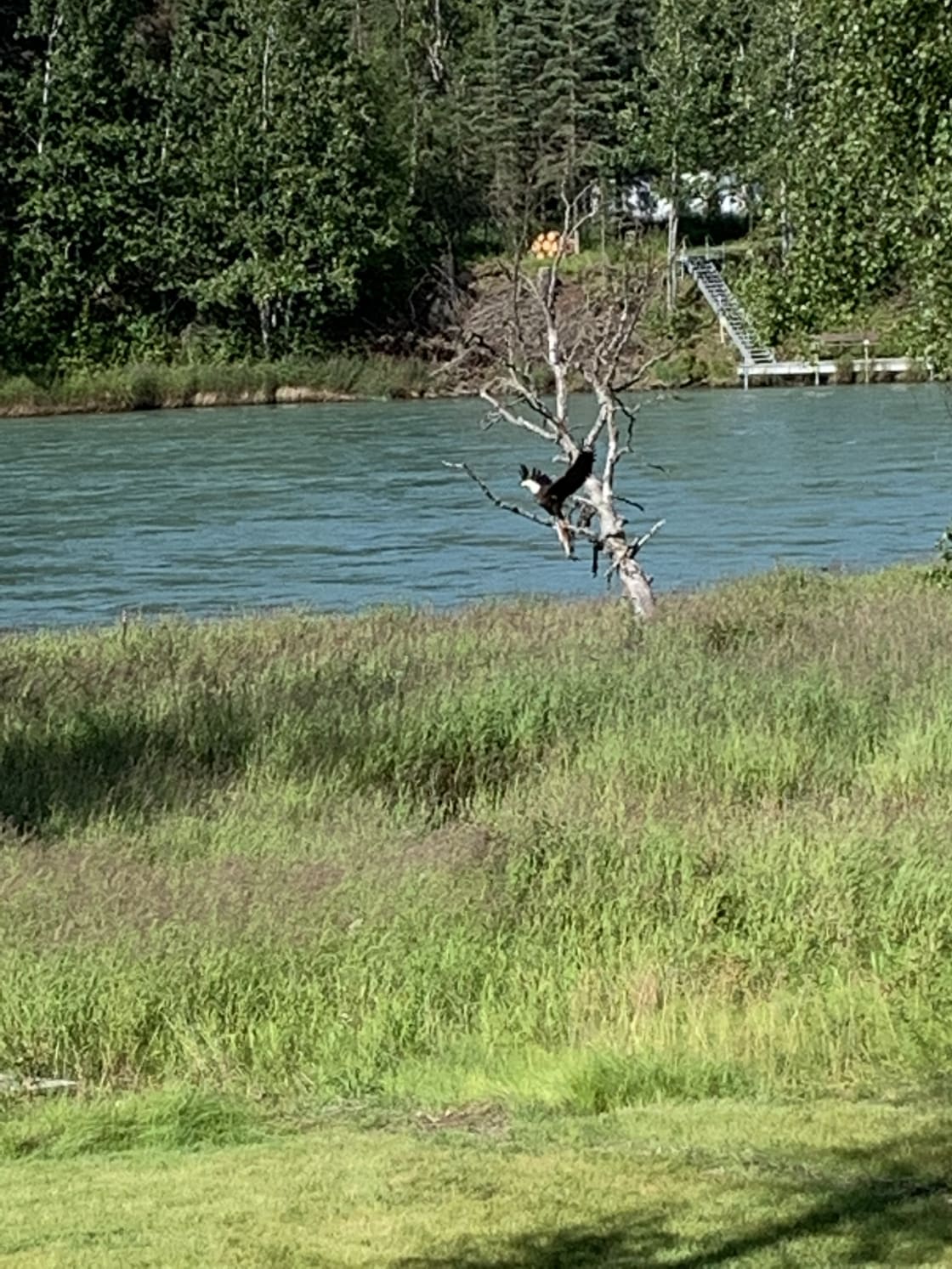 The fishing is so good, the eagles even hang out here.