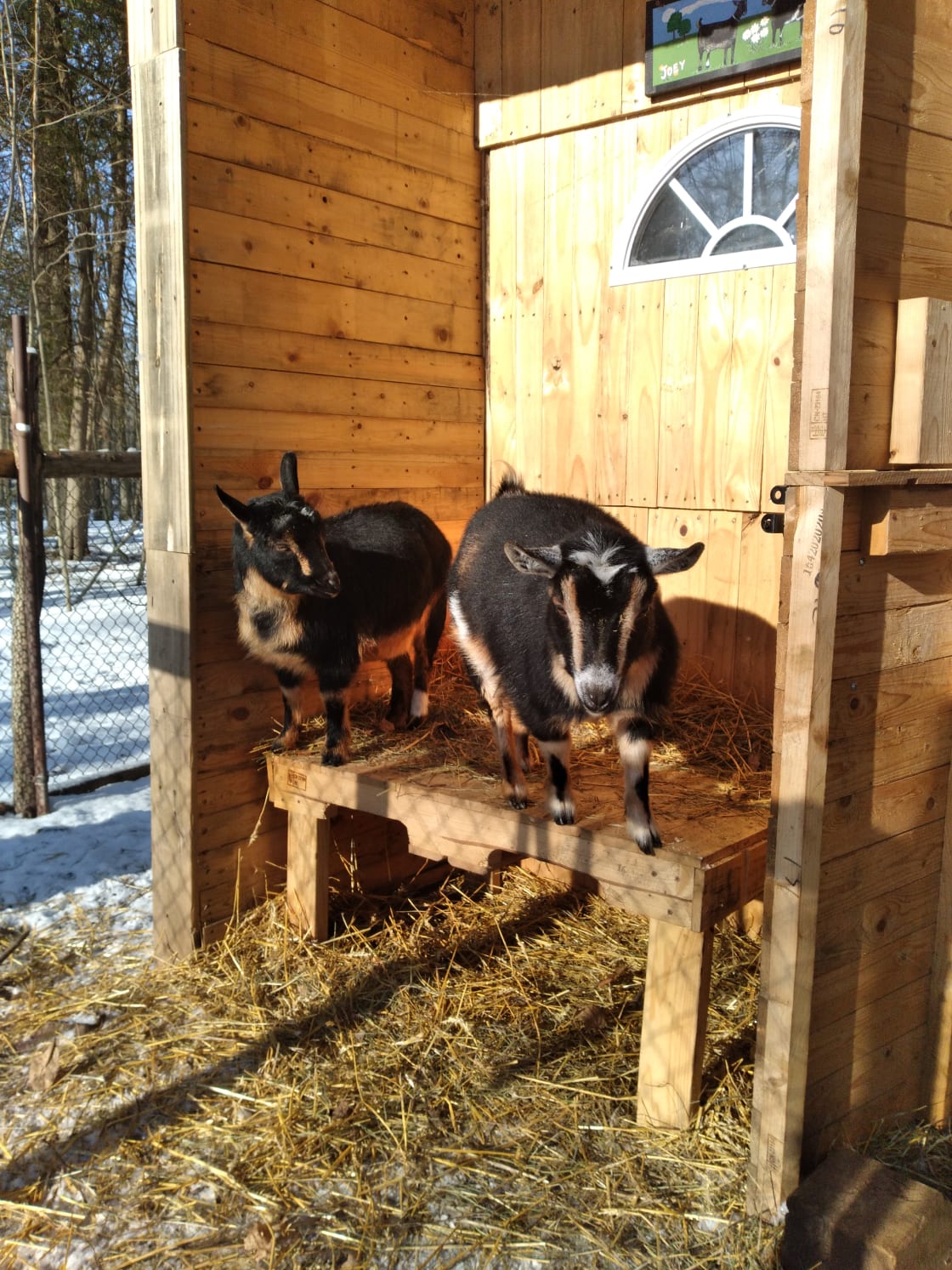 Jazzy & Joey looking to catch some "warm rays" on a winter's morning.