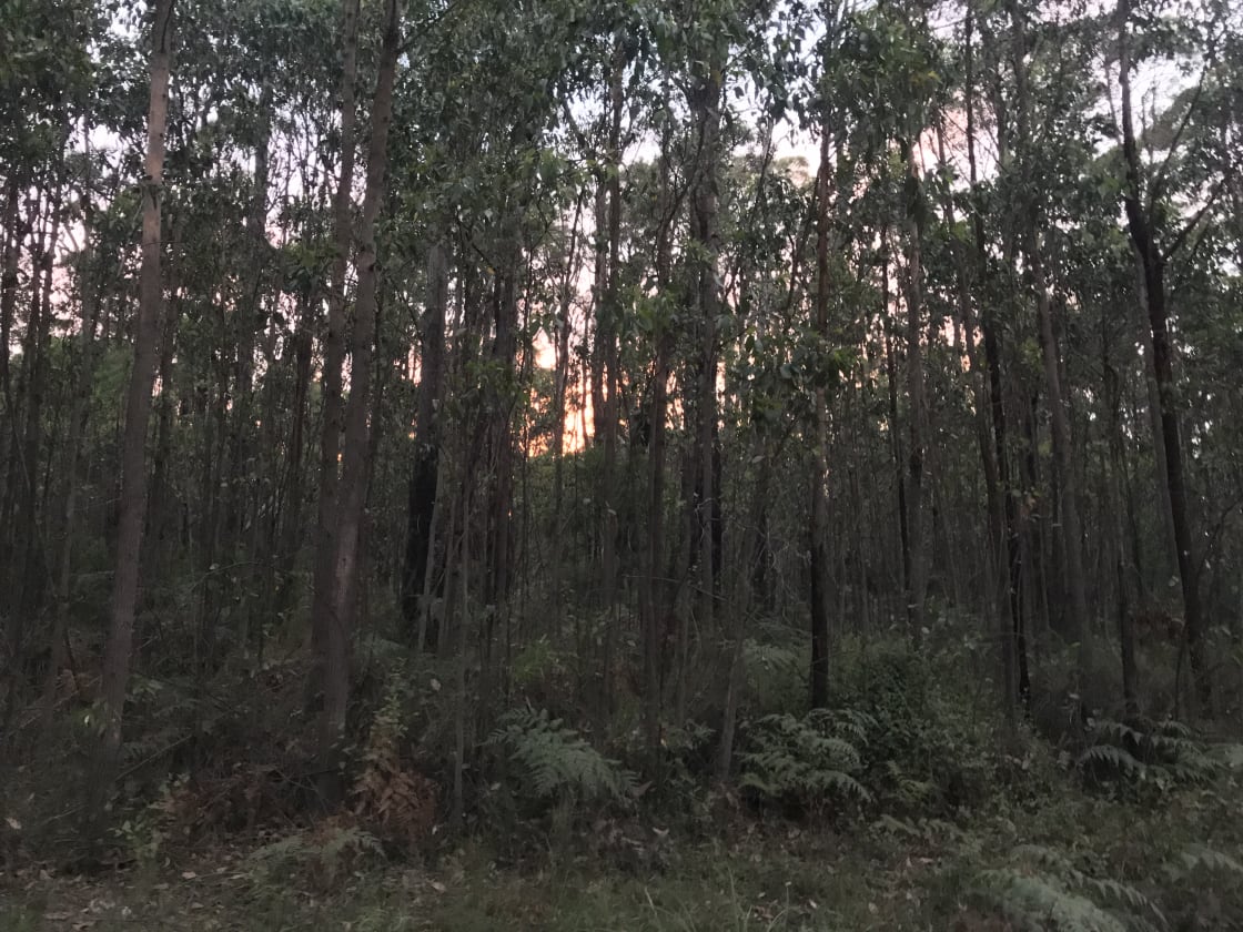 Early morning walk with the sun starting to peek through the forest. This was right by the entrance to the camp on other side of the road