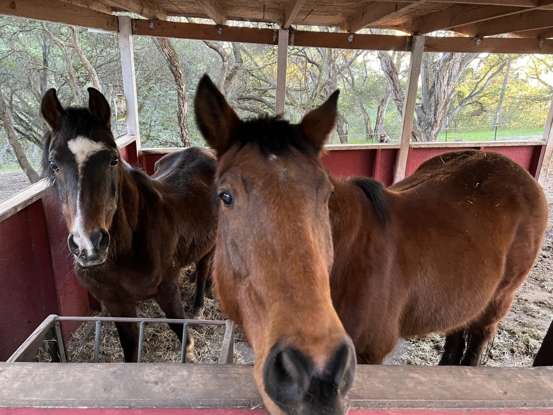 Our 2 cute horses. They are both in their mid-20s. The bigger one is more friendly and the smaller one is nice, too, but more cautious. He gets jealous if you pet the bigger one first, but usually won’t let you pet him first, so 🤷🏻‍♀️😄.