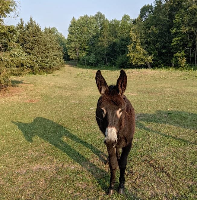 Meet Archer!  The donkey of East Lake Ranch!