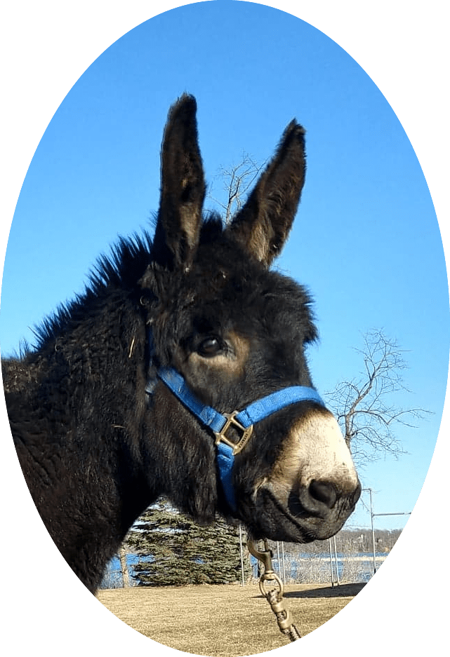 Archer is our handsome donkey of East Lake Ranch.