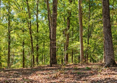 a wooded backyard full of gorgeous meadows and hardwoods suitable for trekking/hiking