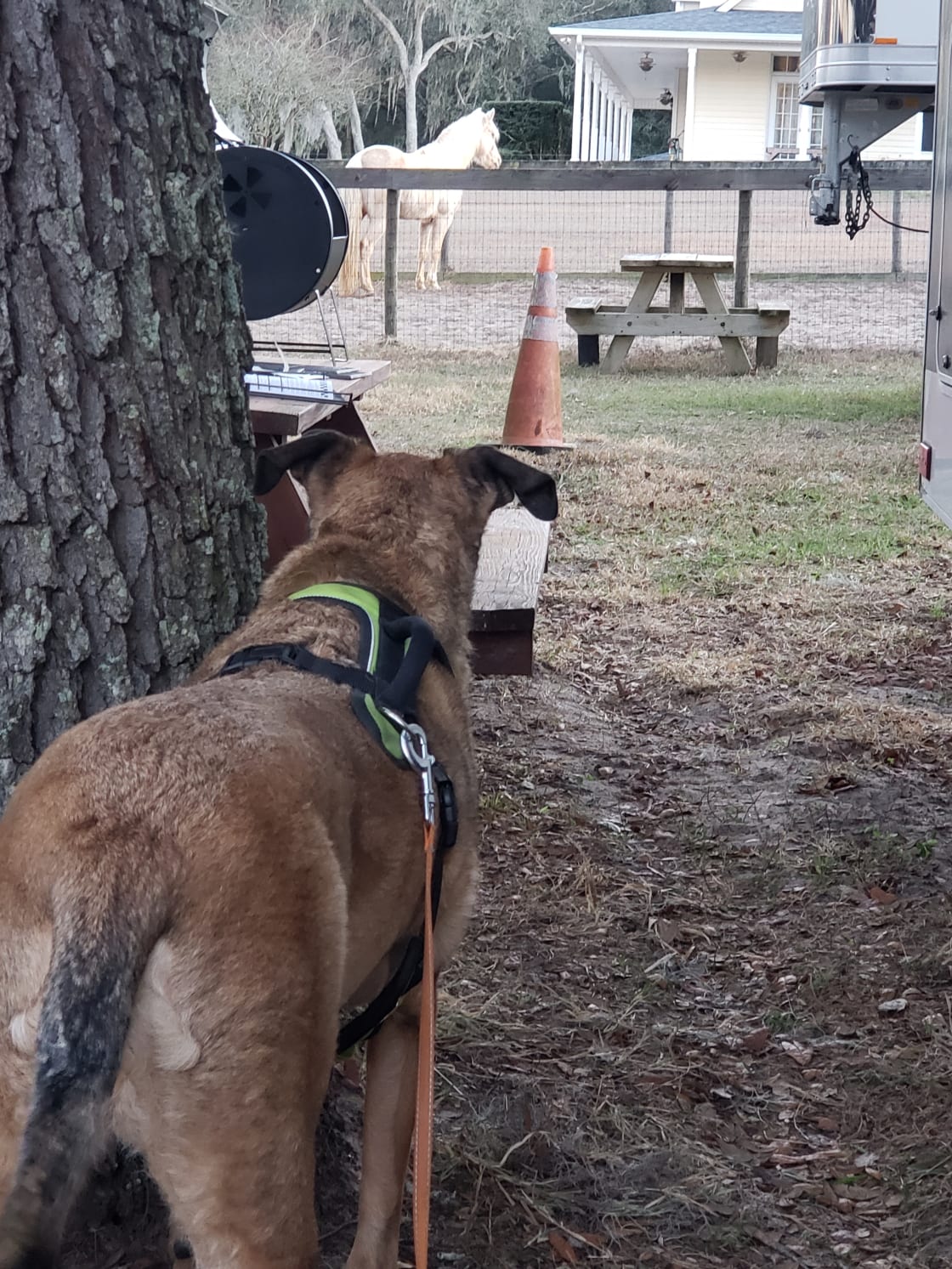 My pup observing a beautiful horse