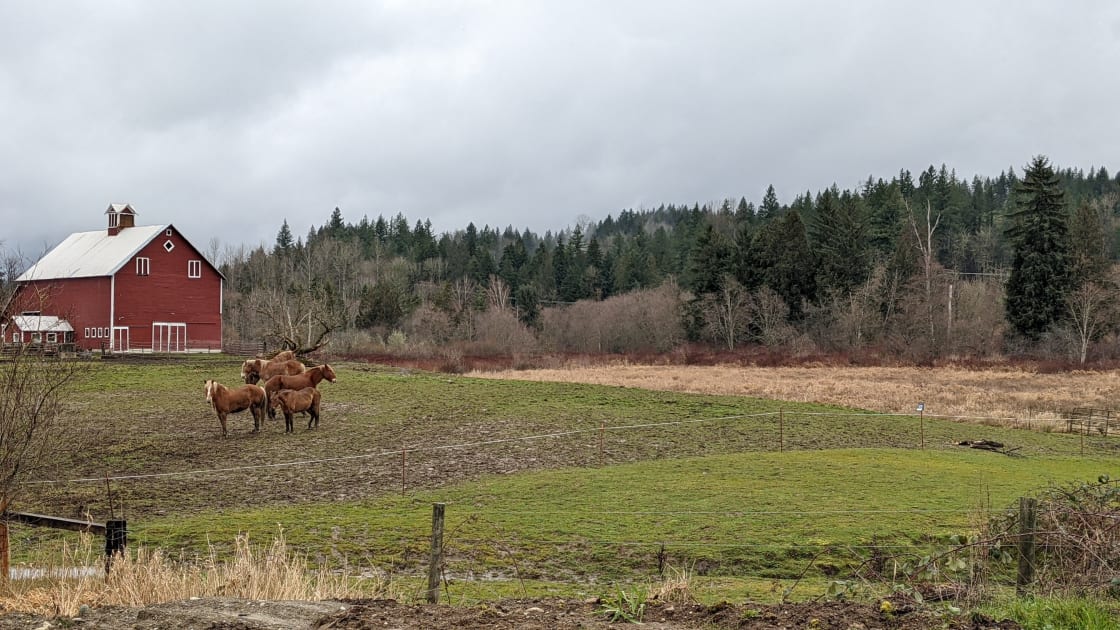 Neighbor's horse pasture