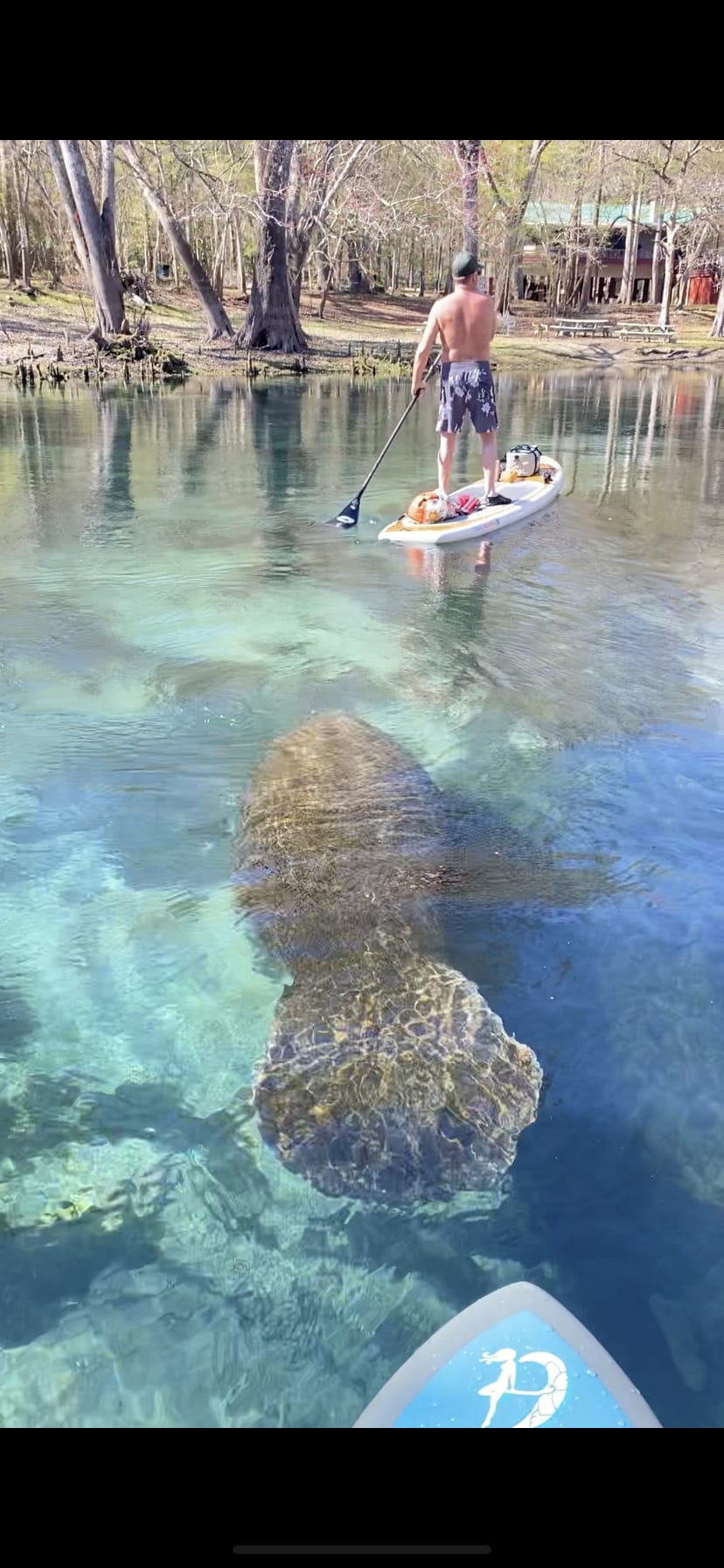 Being followed by a manatee upriver