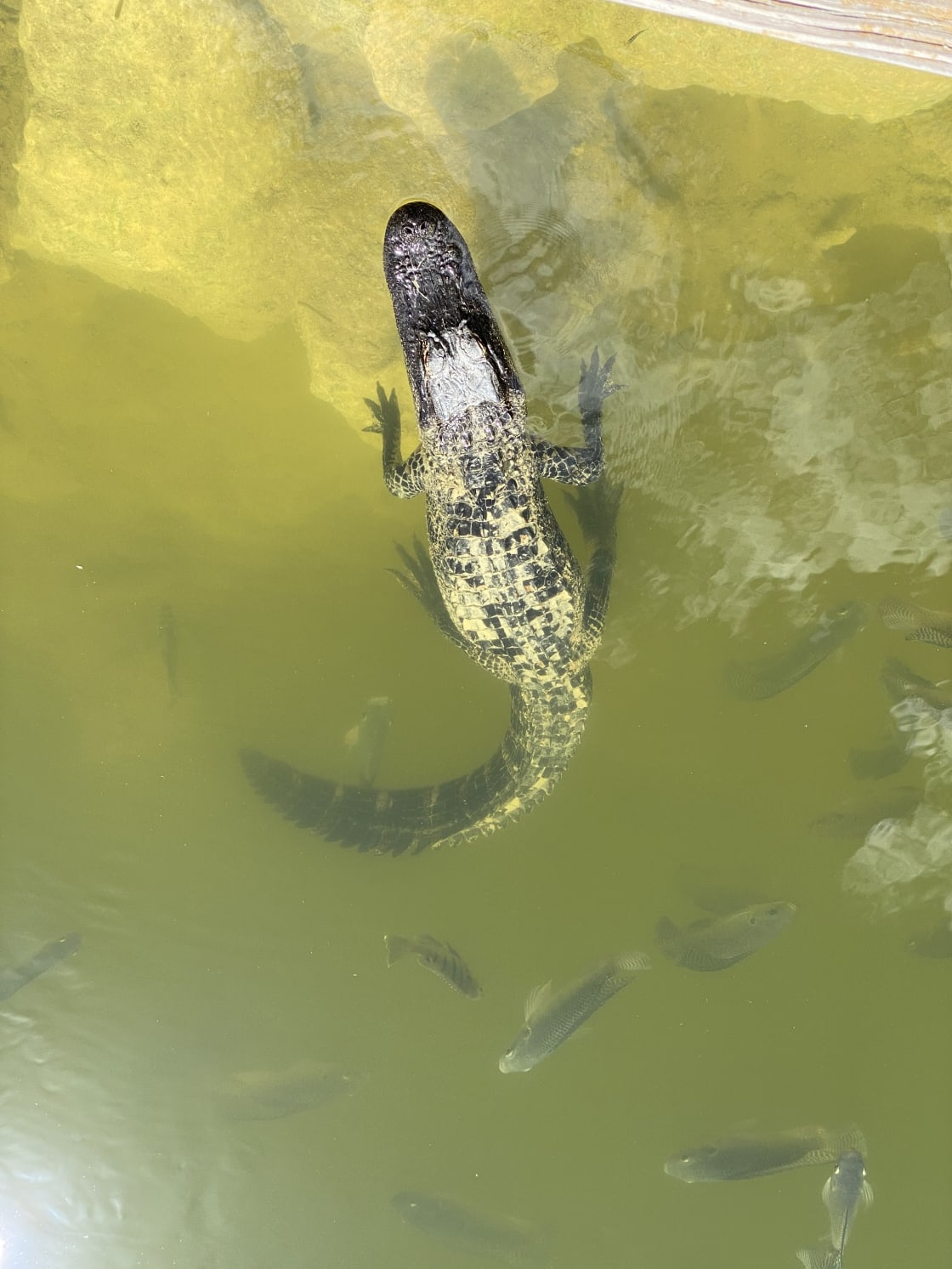 One of the small gators that hang out in the pond!
