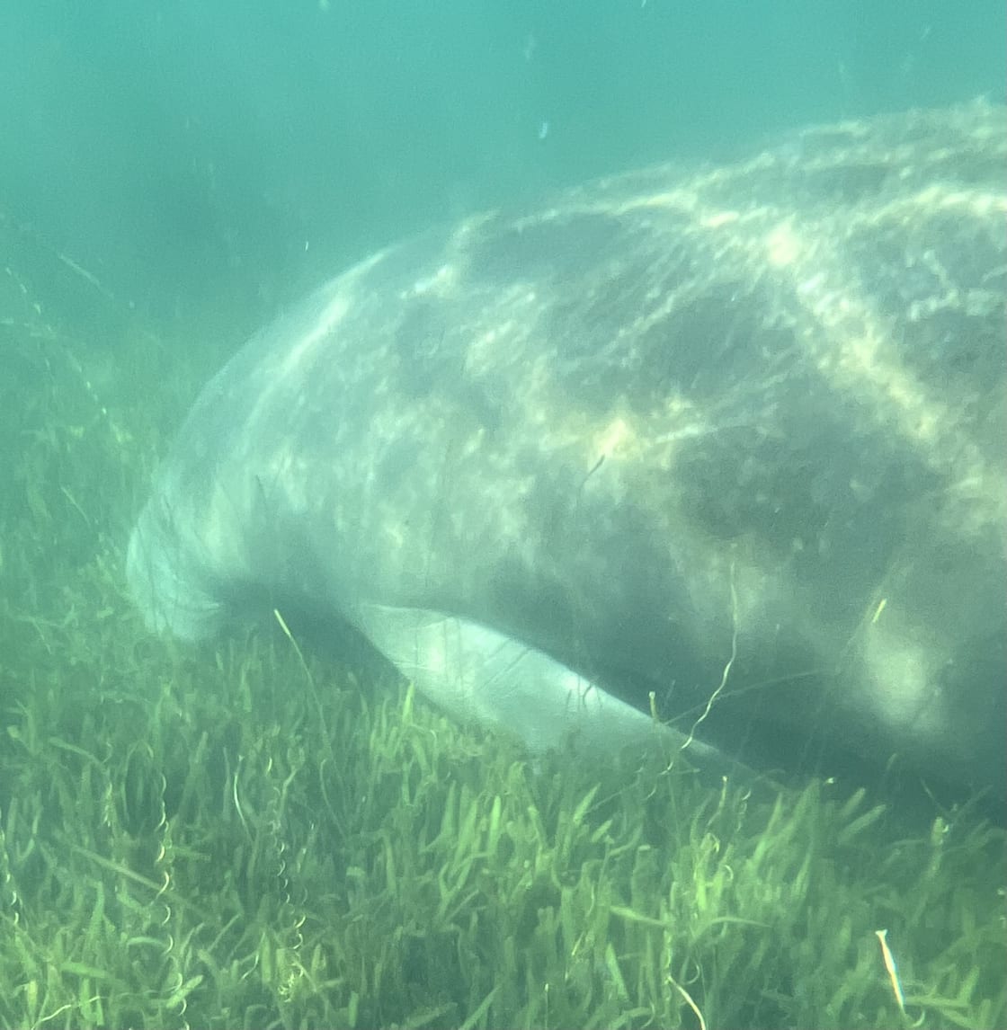 Snorkeling with the manatees