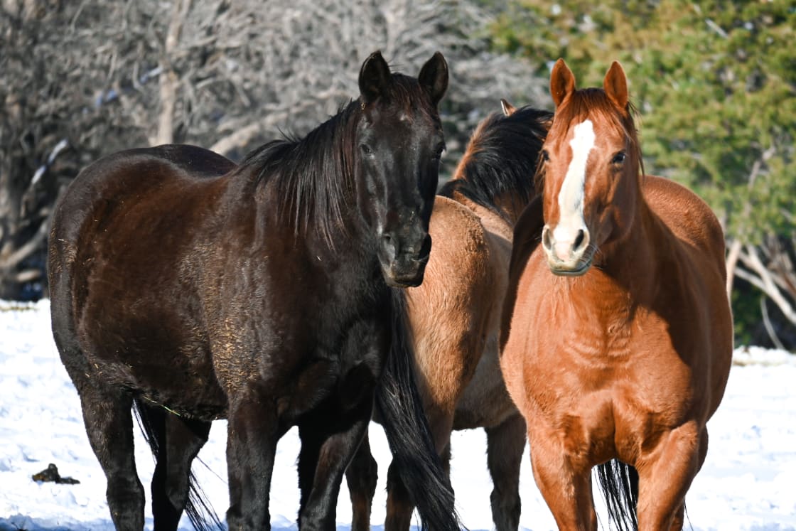 A close up of the horses on the property.