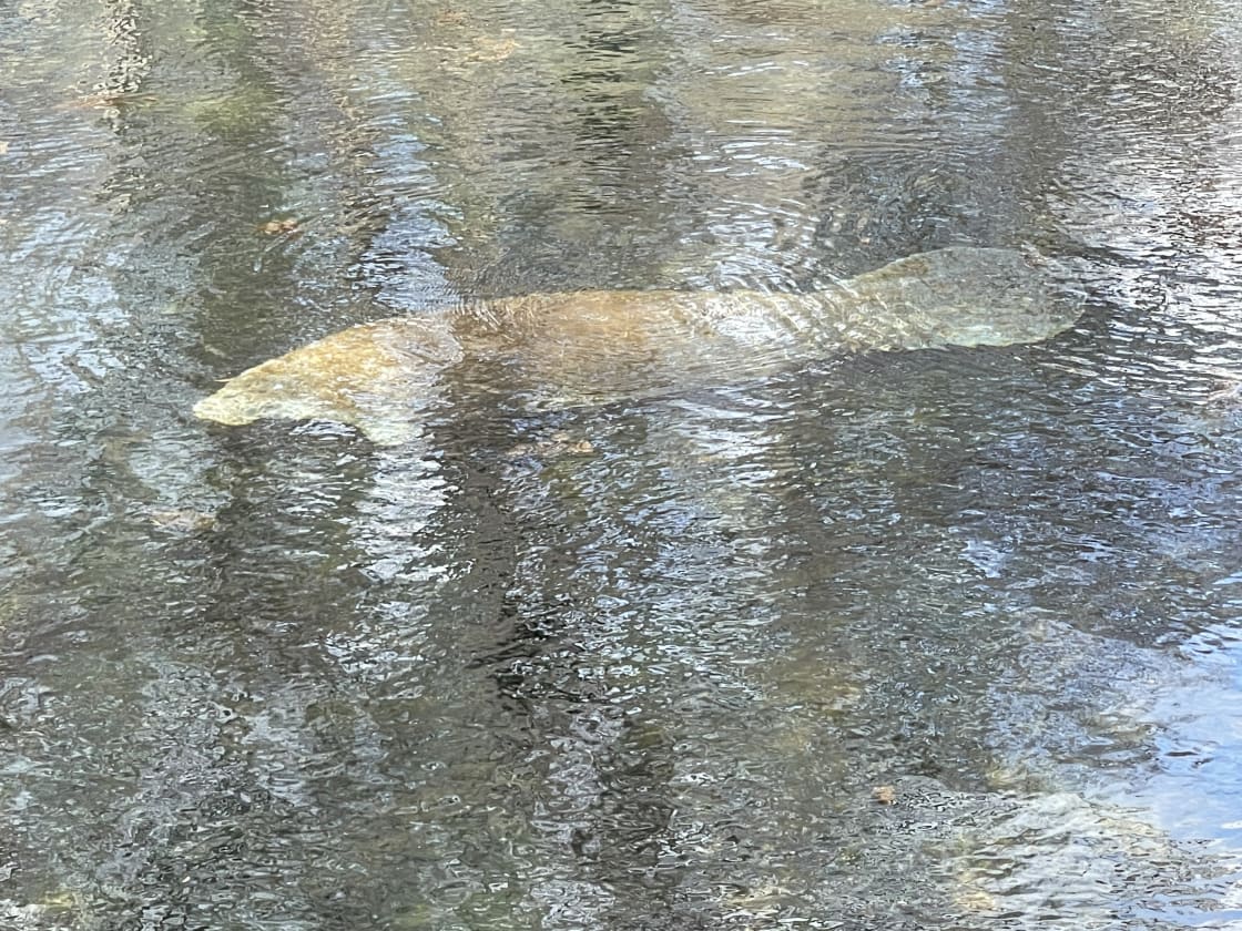 Saw a manatee both visits to Manatee Springs