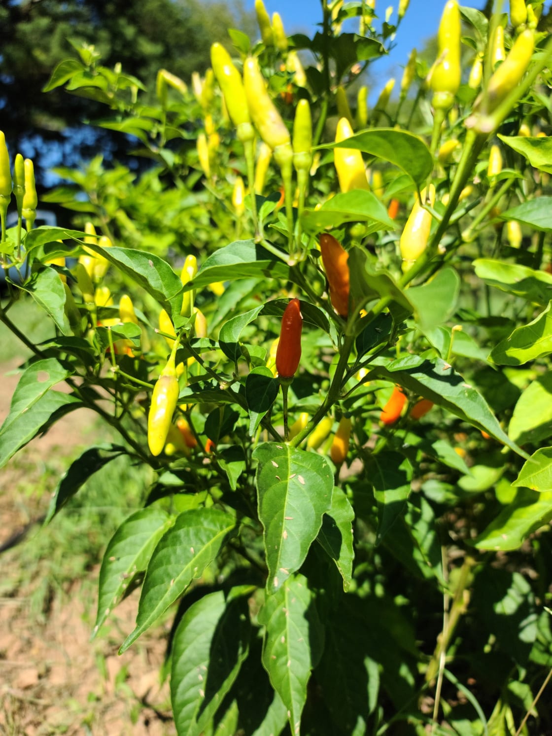 We grow a variety of hot and sweet peppers.