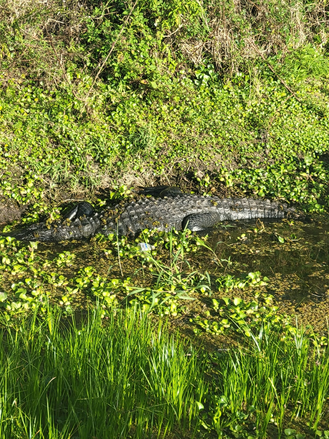 An alligator we saw in a canal with low water. It was not on the property, but just off the grounds. 