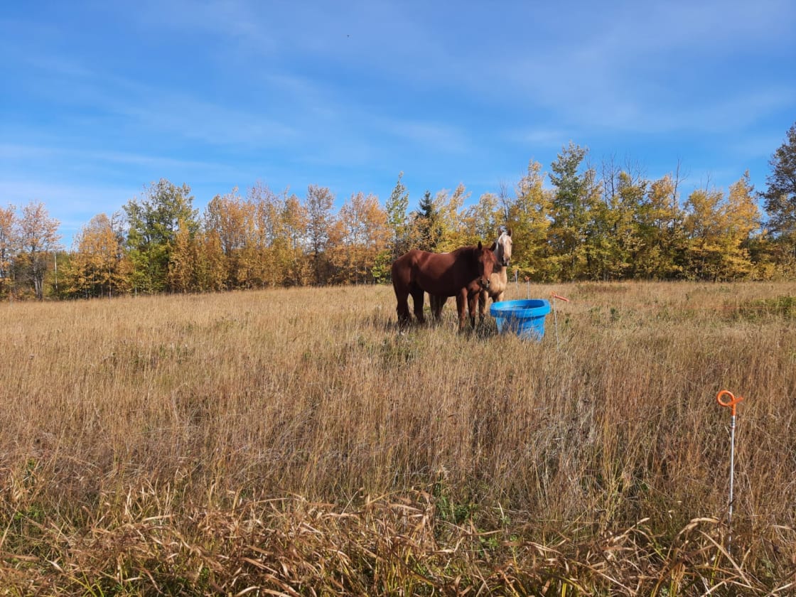 We rotationally graze our animals, so you will be sure to meet these guys in different places on the property