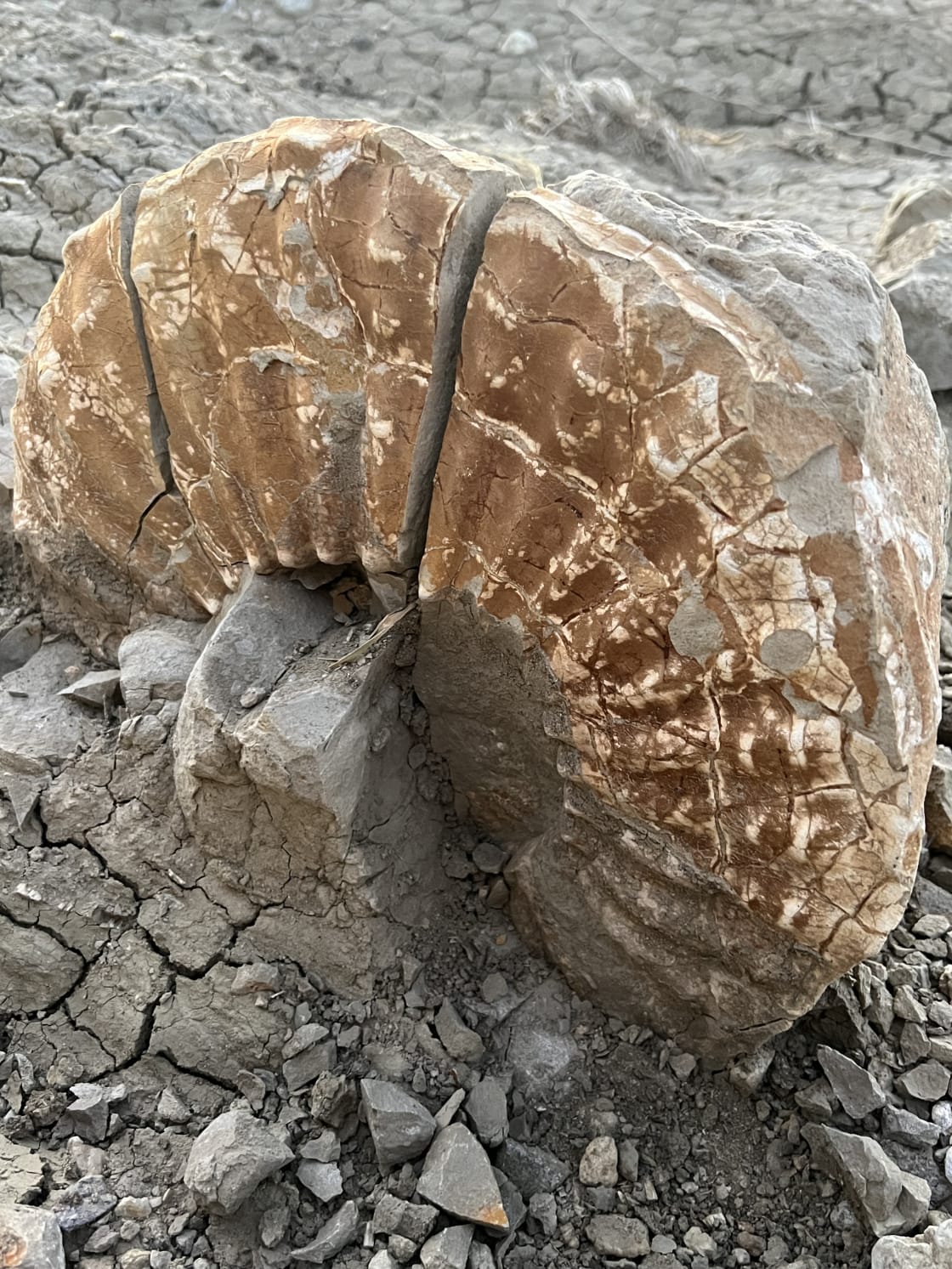 Ammonite fossil found on property