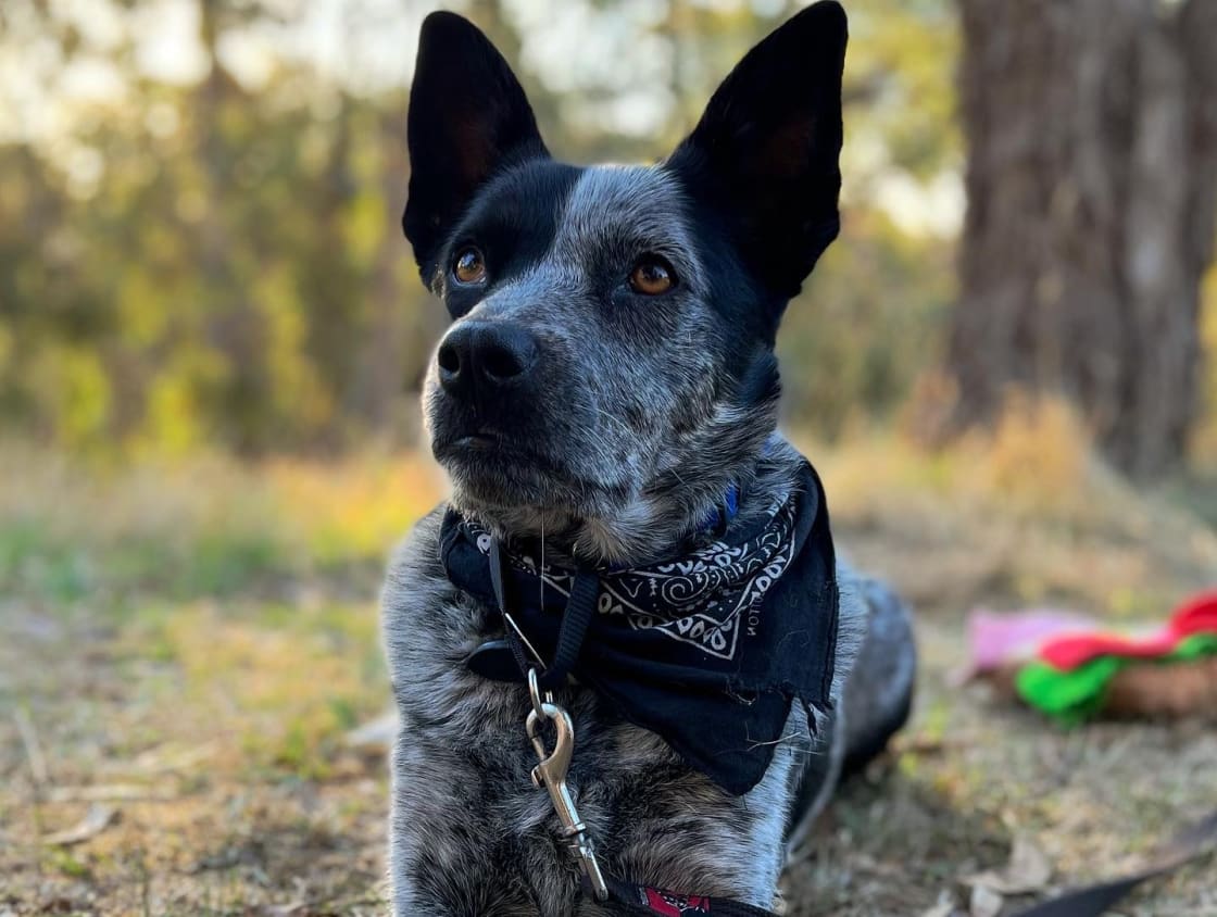 Really lovely to be able to bring our heeler x kelpie along with us ☺️