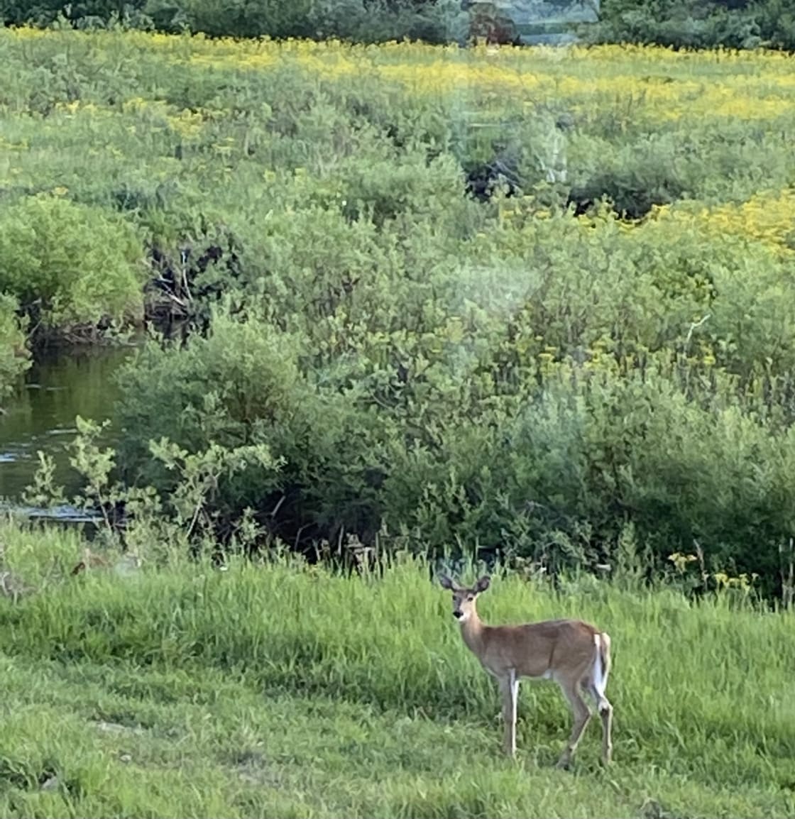 Enjoy watching deer graze.  