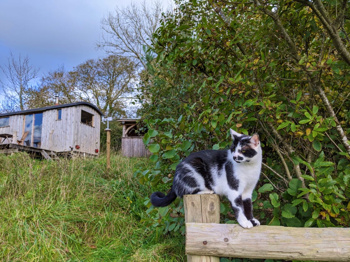 Tiny home and ziggy the cat