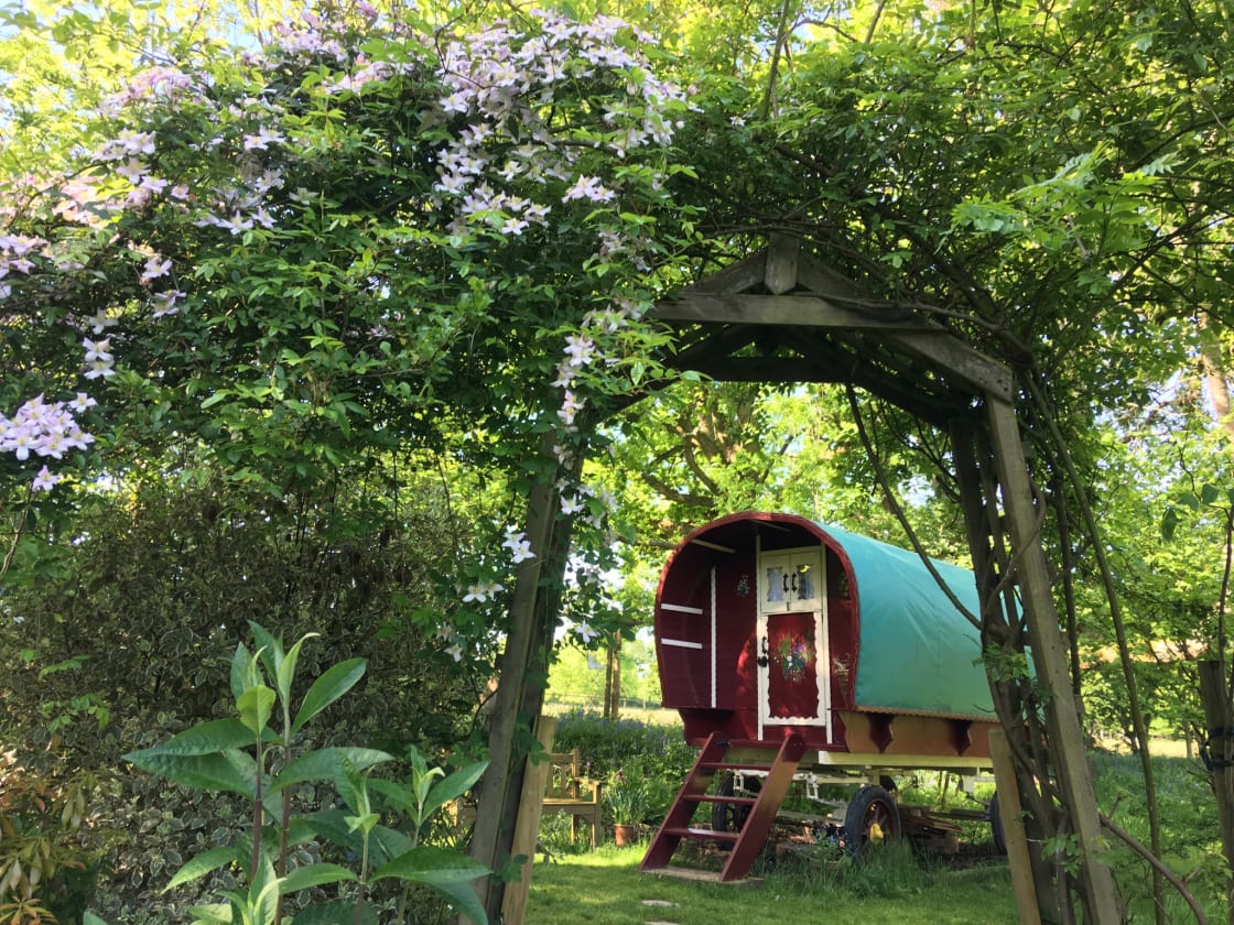 Clematis and rose covered arch leads through to the grassy area in front of the bow topped gypsy van