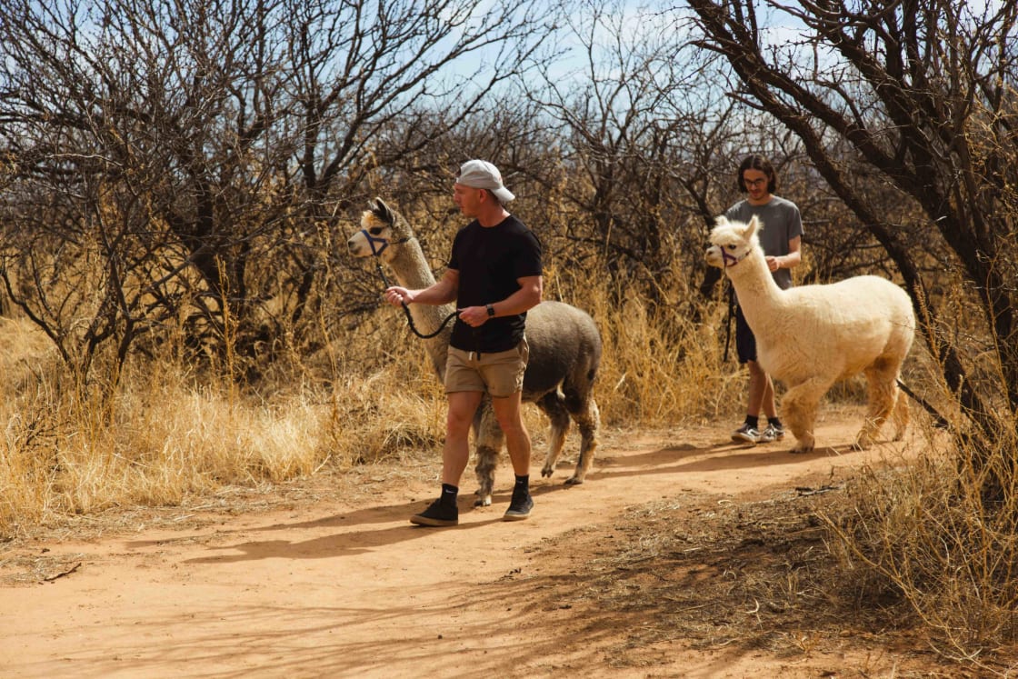 Daily quarter-mile alpaca walk with campers