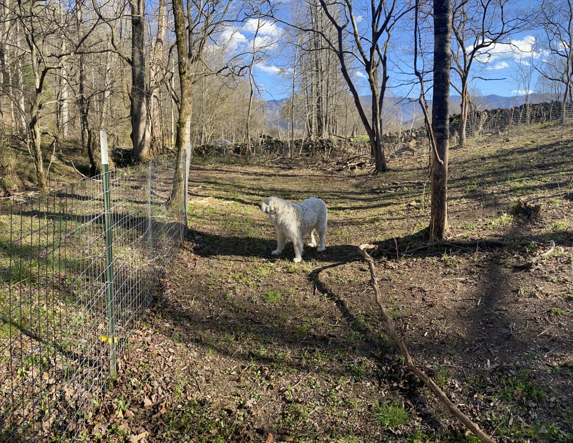 A border fence is provided to protect small pets from potential nocturnal predators. It also serves as a safeguard for small children camping at Creekside. Creek access is provided through a gate at site. 