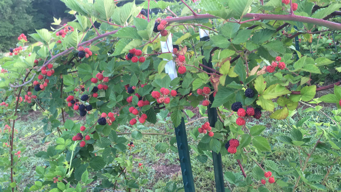 Blackberries starting to ripen.