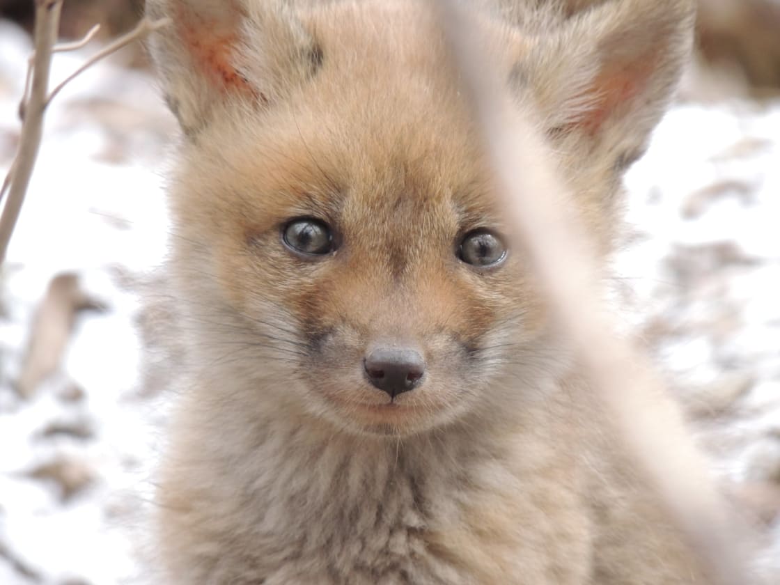 March 28, 2022 - Look who's here!  Five adorable (but super shy) baby foxes are just starting to explore outside their den by the pond!  