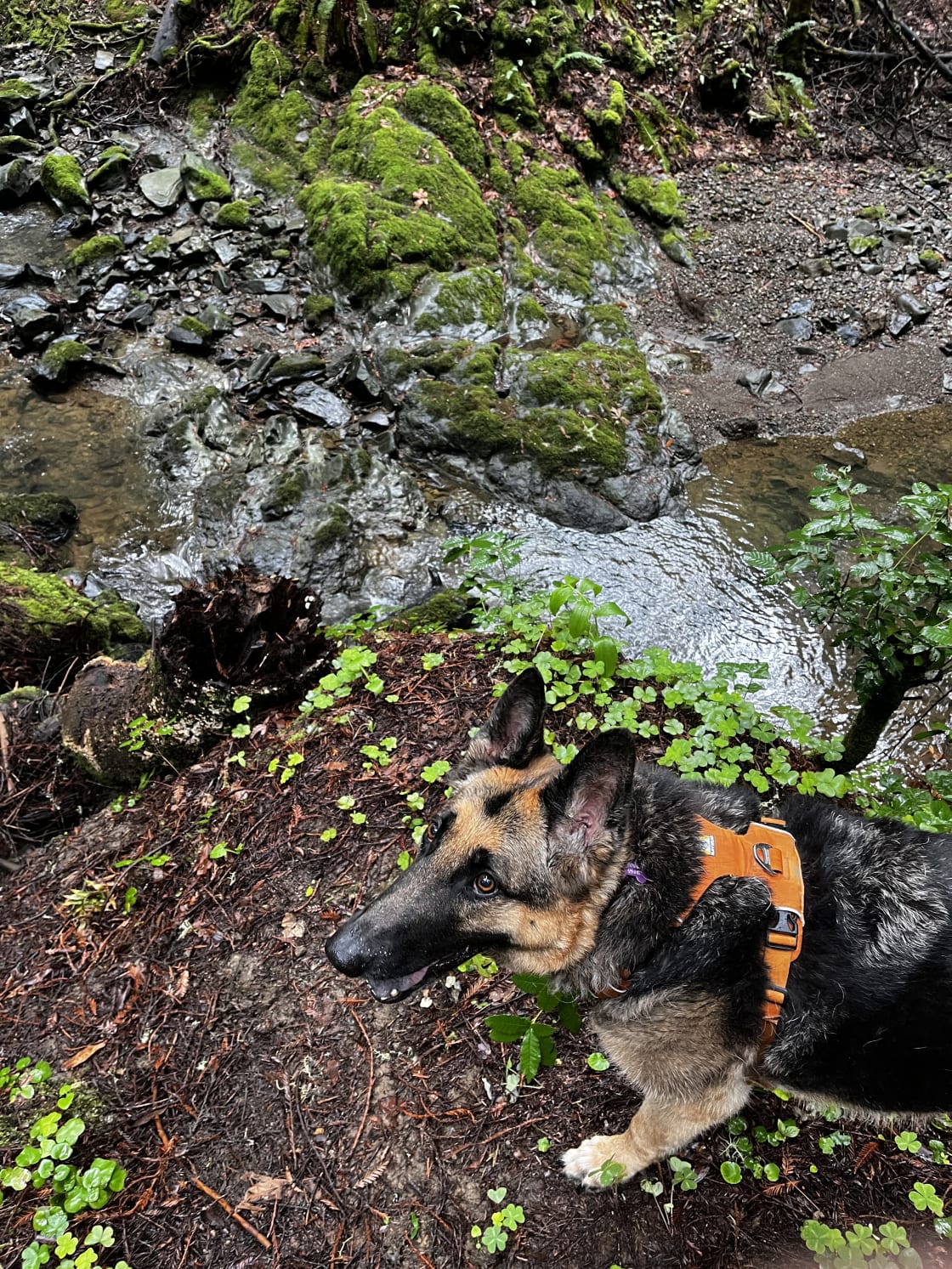 Take your pup(s) for a hike and check out Salmon Creek - just a short walk from the Treehouse 🦮🐕‍🦺