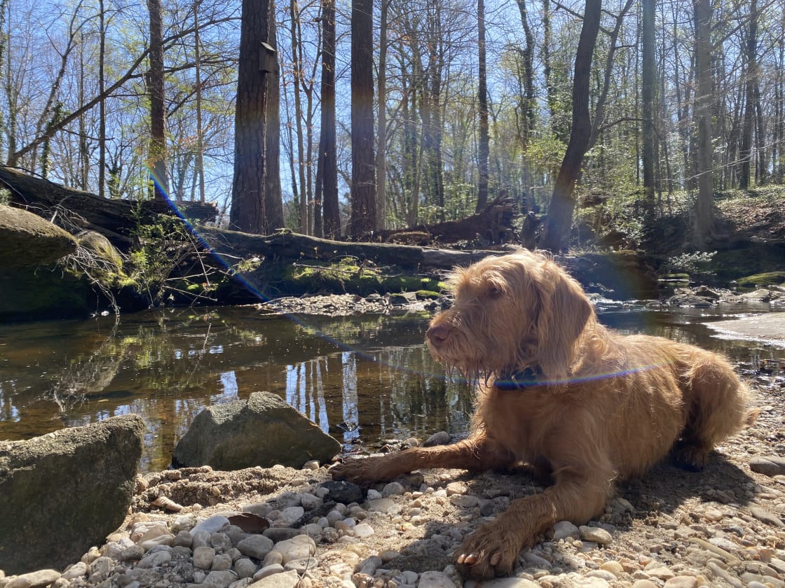 The creek is such a great place for kids and pets! 