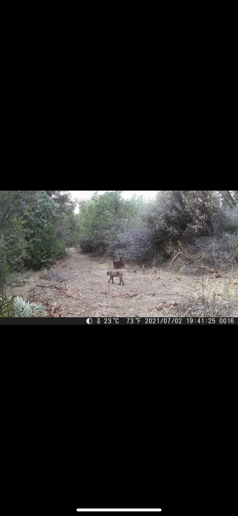 Bobcats are typically not scene. They try and avoid human contact but our game can caught this one taking a stroll.