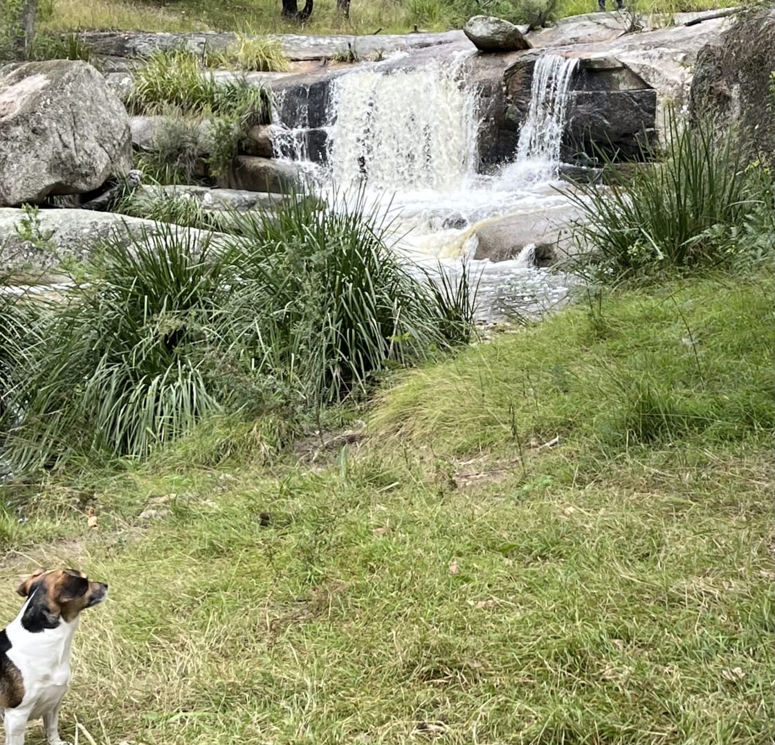 dogs loved the waterfall