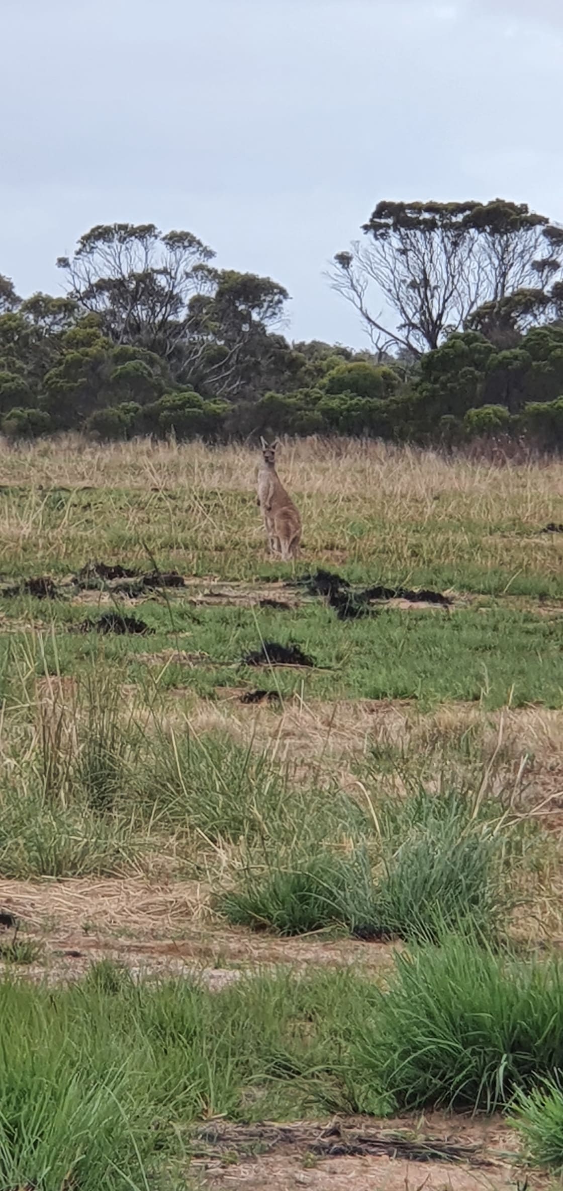 Kangaroos on the property 