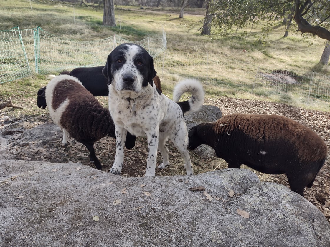 Bree, our Anatolian shepherd, keeps the sheep safe from coyotes.