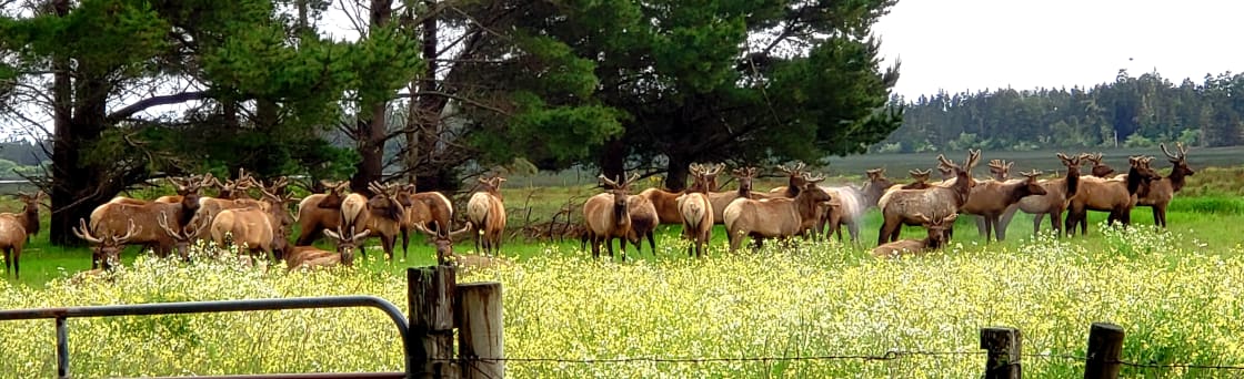 Elk herd across the street on Lake Earl Wildlife Area