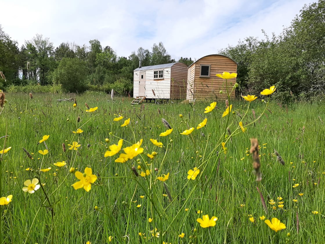 Enjoy a relaxing stay in our shepherd's hut surrounded by nature.