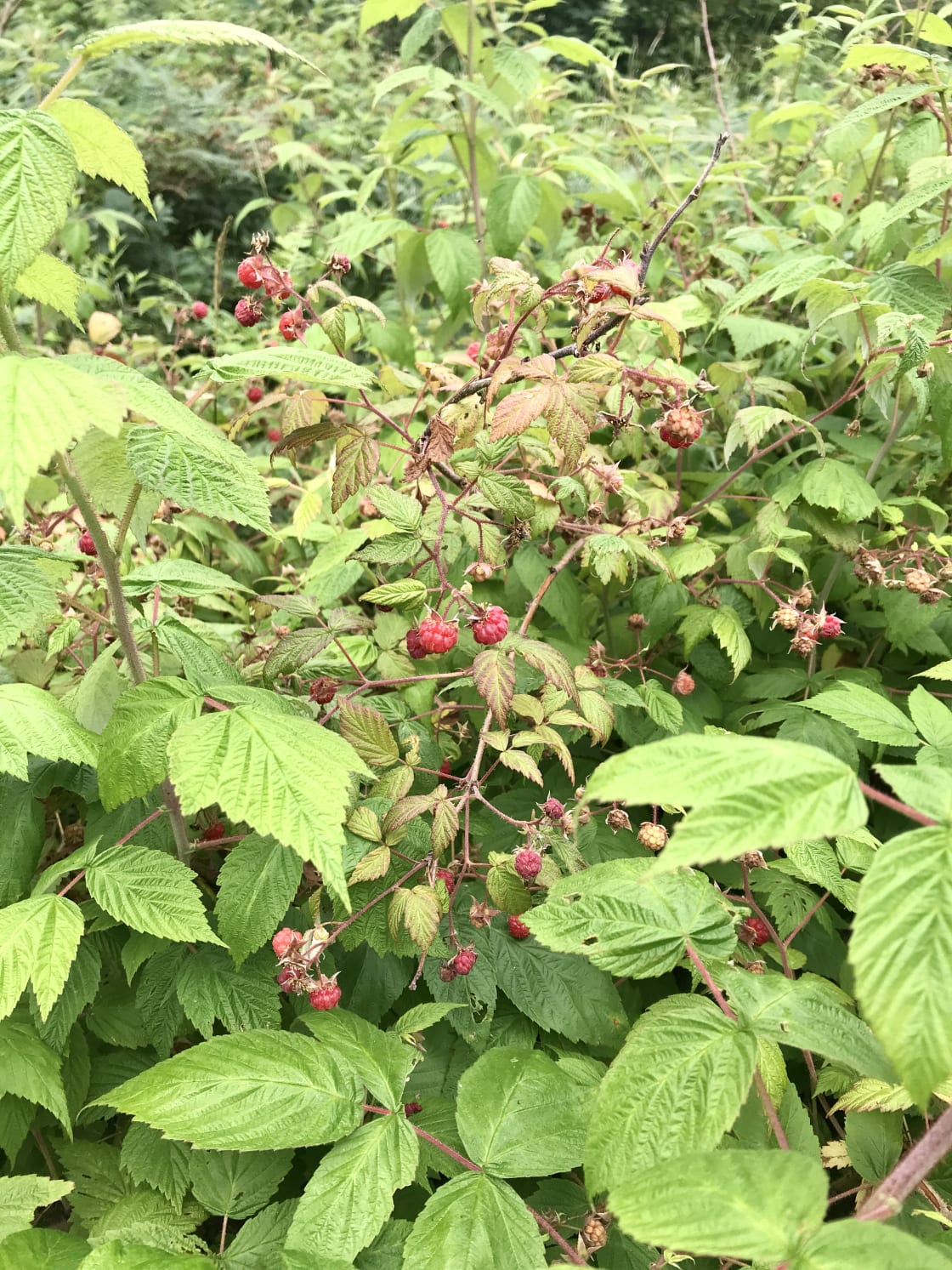 Raspberries in early summer