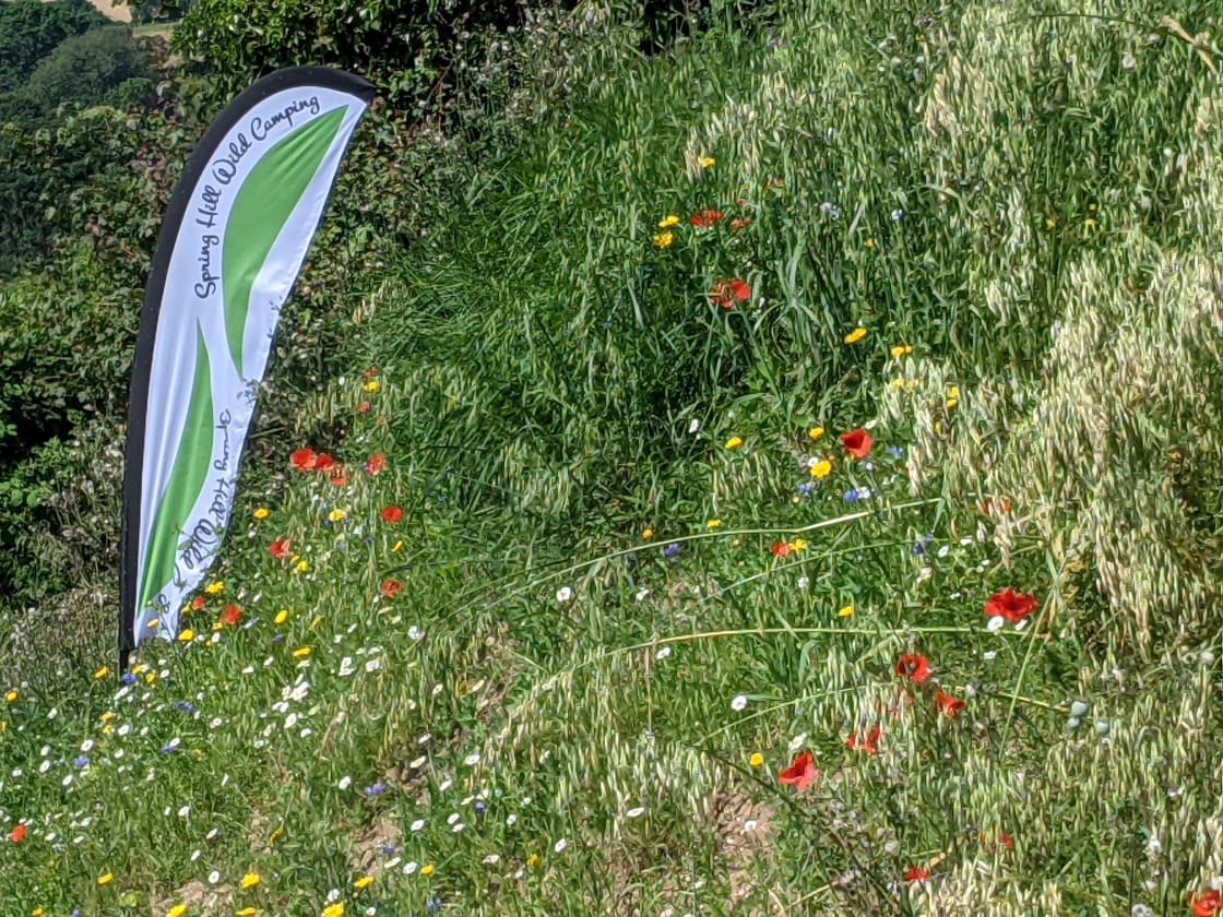 Wild flowers at the entrance