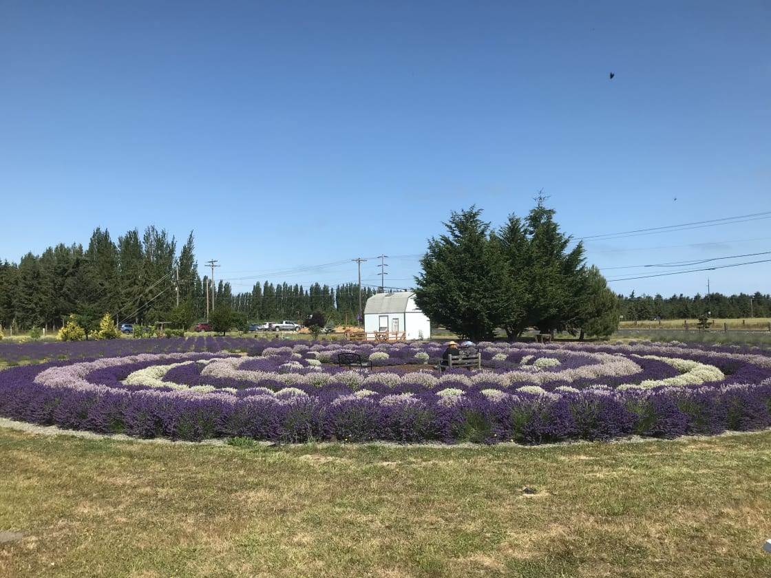 Rain Shadow Lavender Farm