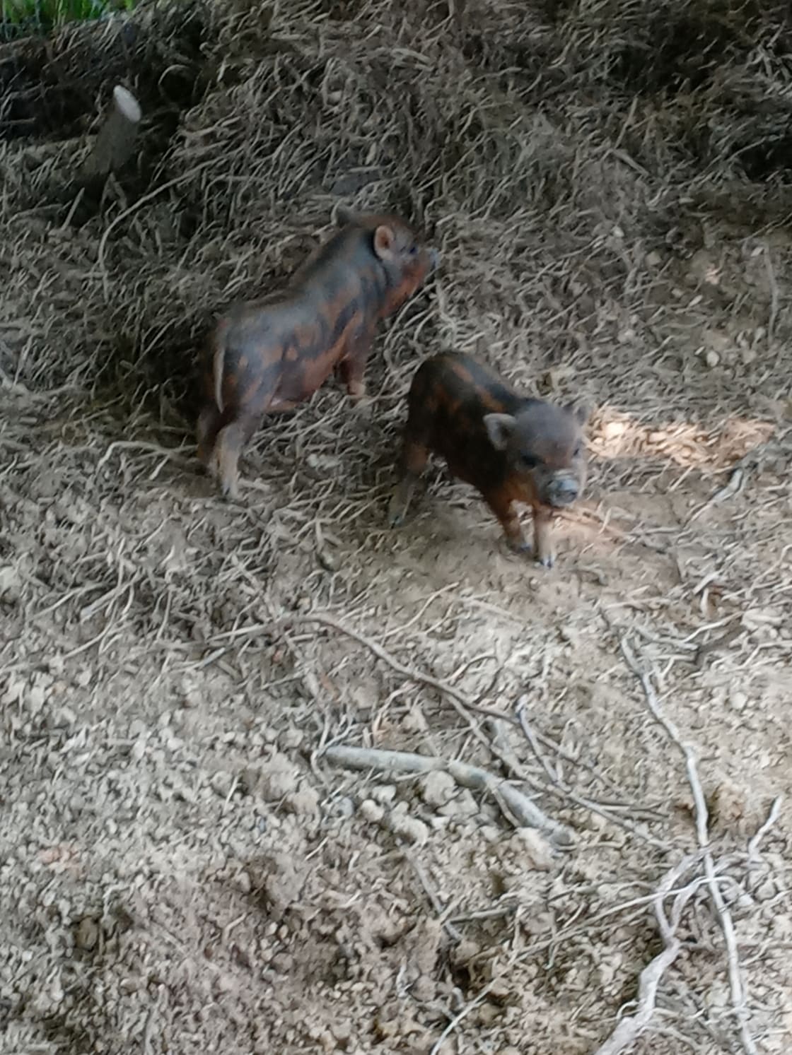 Come see Pot belly pigs-presently with two pigletts