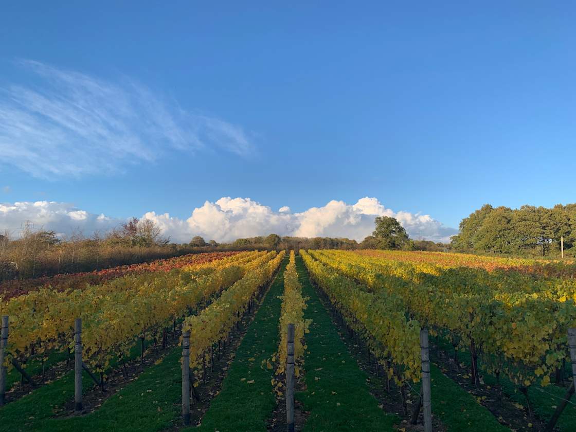 Downsview Vineyard