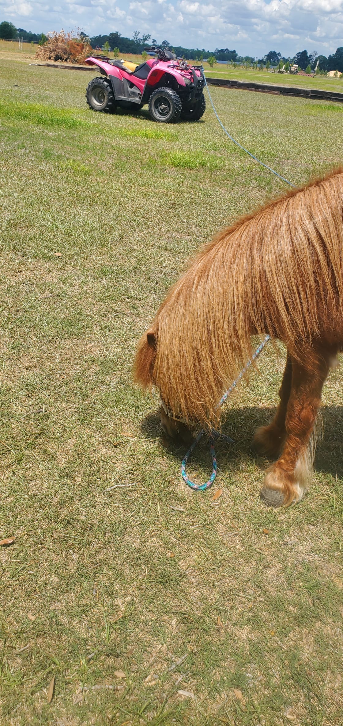 Clyde, the resident pony. 