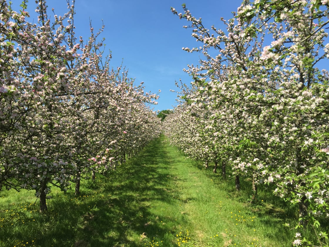 The cider orchard in blossom