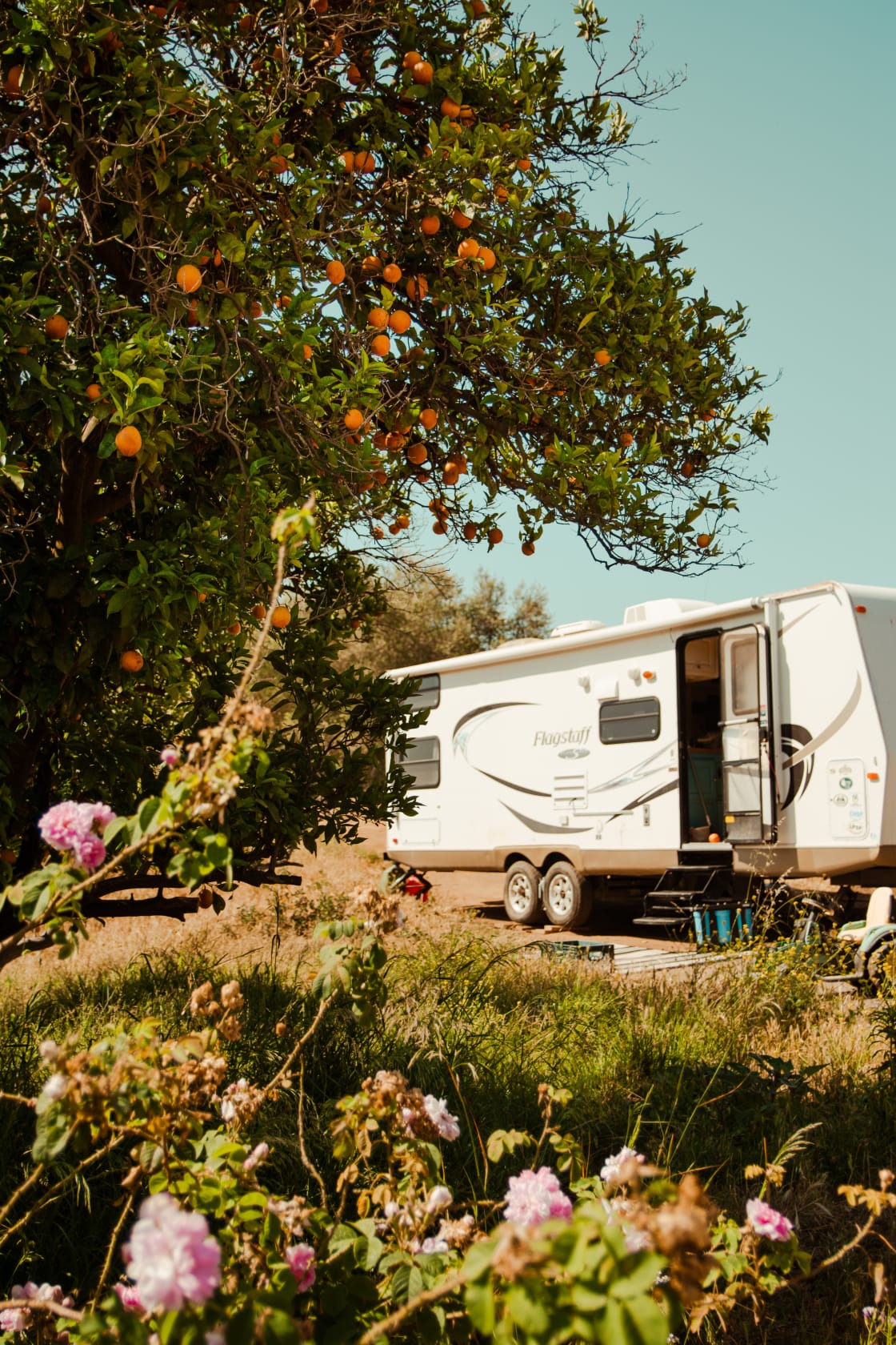 Our camper and orange trees