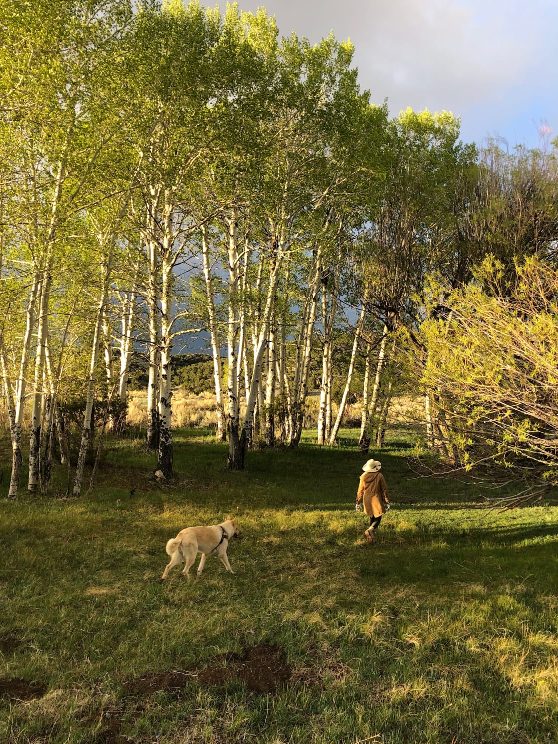 Spring and Summer on the ranch are typically quite lush, especially in the center of the property where the spring and mature trees reside